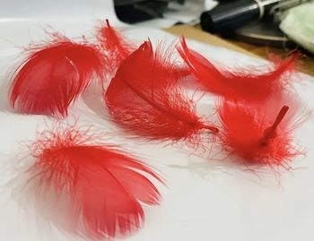 Lot de  180 plumes rouge pour activités créatives 