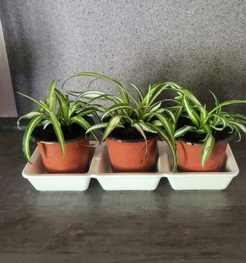 Plante a