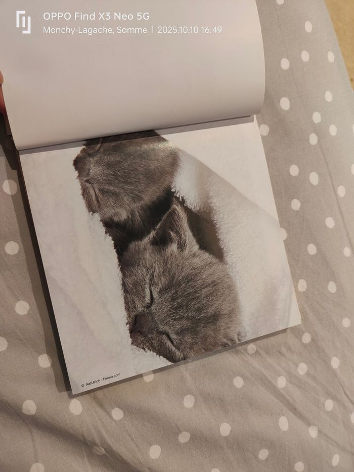 200 chatons trop mignons Réduction jusqu'à -70% - photo numéro 9
