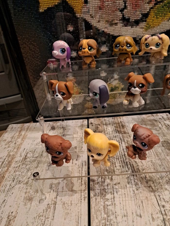 Petshop chien au choix vente à l unité - photo numéro 4