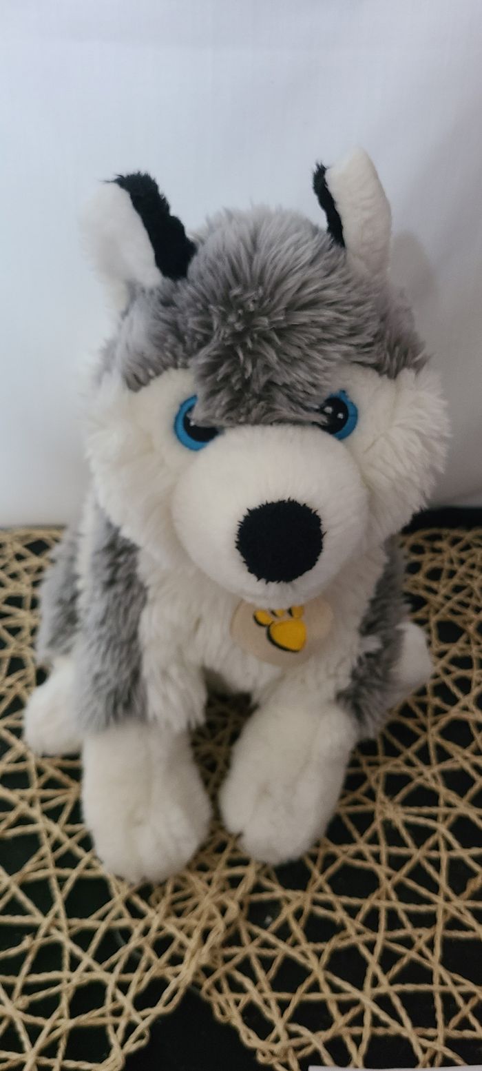 Malamute aux yeux bleus d’Alaska - photo numéro 5