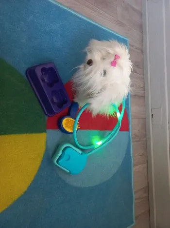 Jouet chien à promené