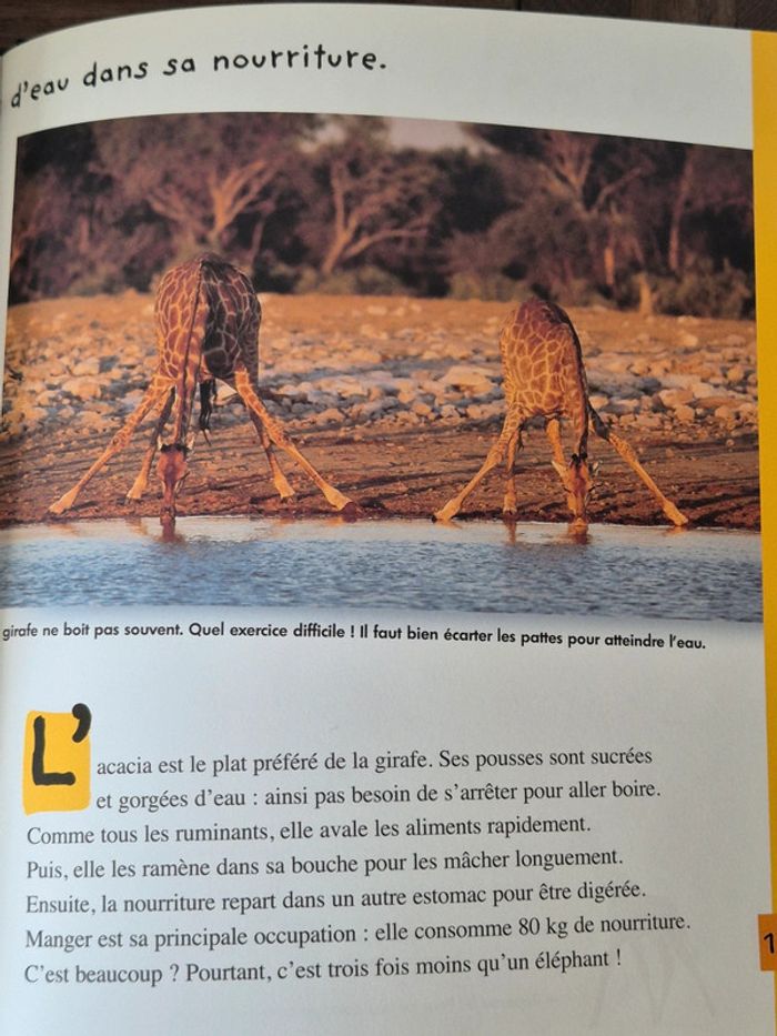La petite girafe - qui es tu ? - photo numéro 3