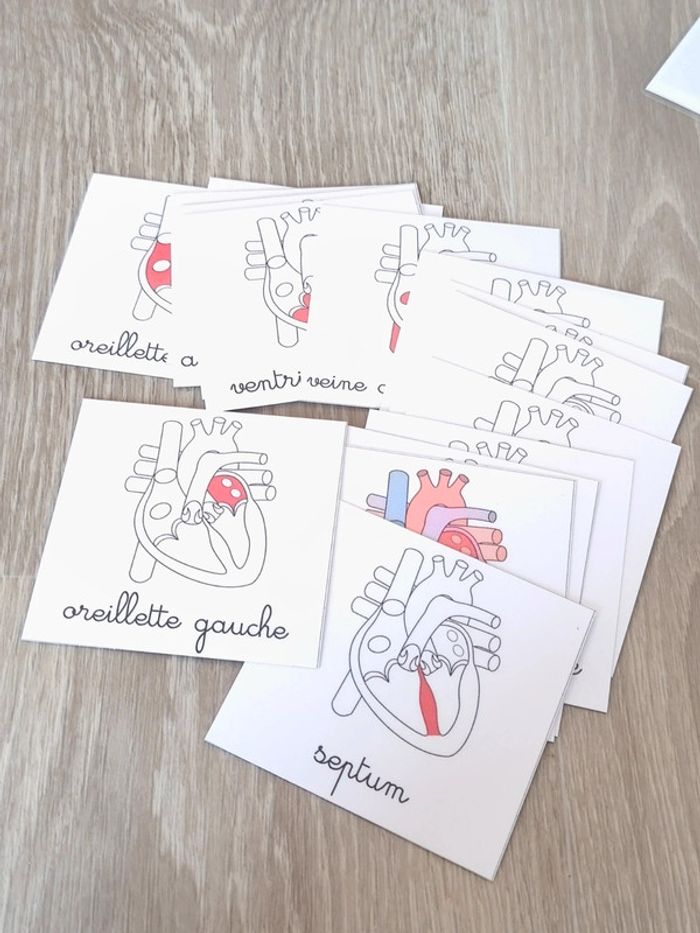 Kit anatomie du coeur - photo numéro 7