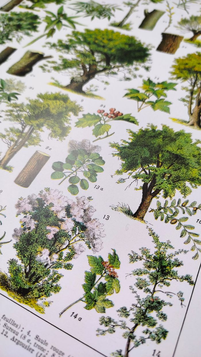 Affiche sur les arbres "tilleul", d'après une lithographie de 1928 - photo numéro 5