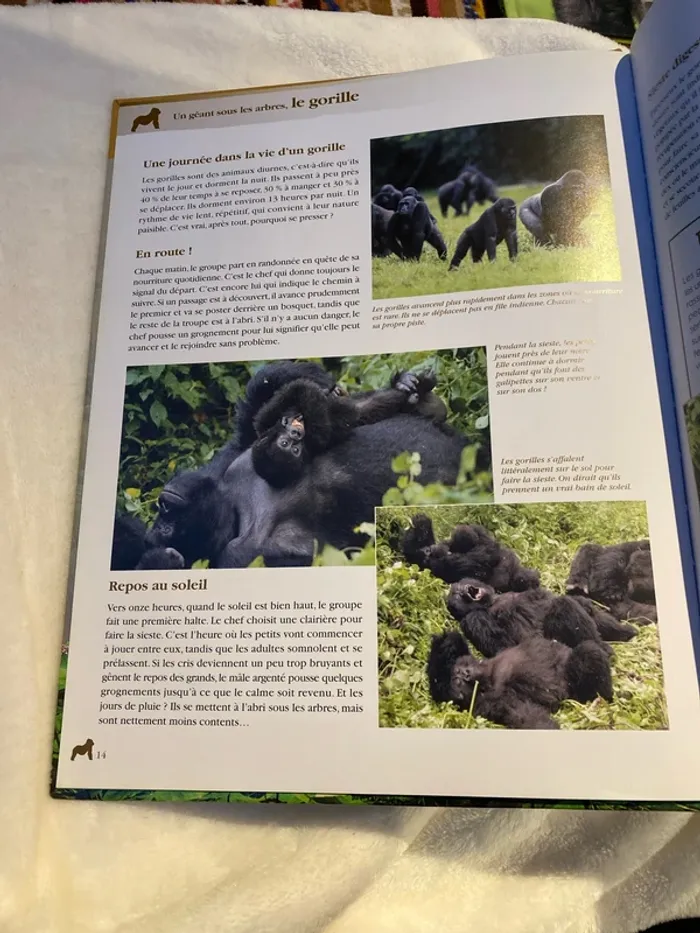 Un géant sous les arbres, le gorille atlas junior - photo numéro 3