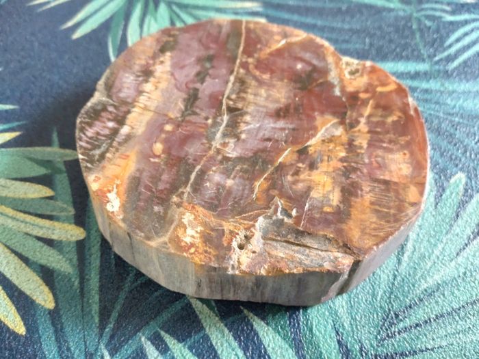 Belle tranche de bois fossilisé - photo numéro 2