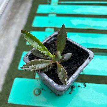 Superbe bouture Kalanchoe daigremontiana, plantes-mères ou Mère de milliers.
