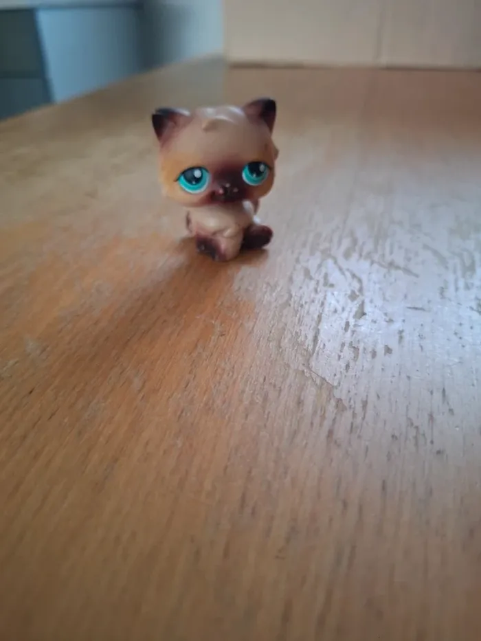 Petshop persan #22 - photo numéro 2