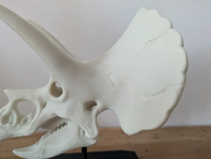 Crâne de triceratops sur socle - photo numéro 14