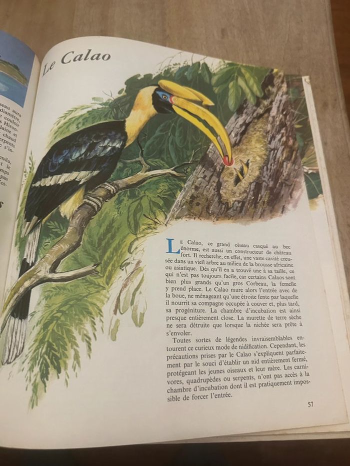 Pierre Probst Jean Dorst - Encyclopédie en couleurs Le monde des oiseaux Hachette - photo numéro 9