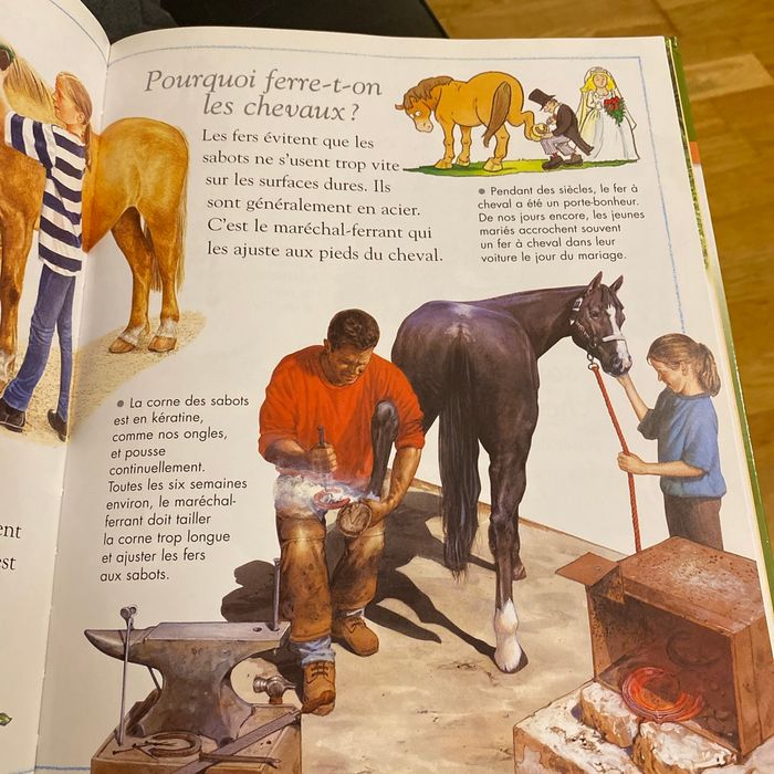 Les chevaux - photo numéro 3