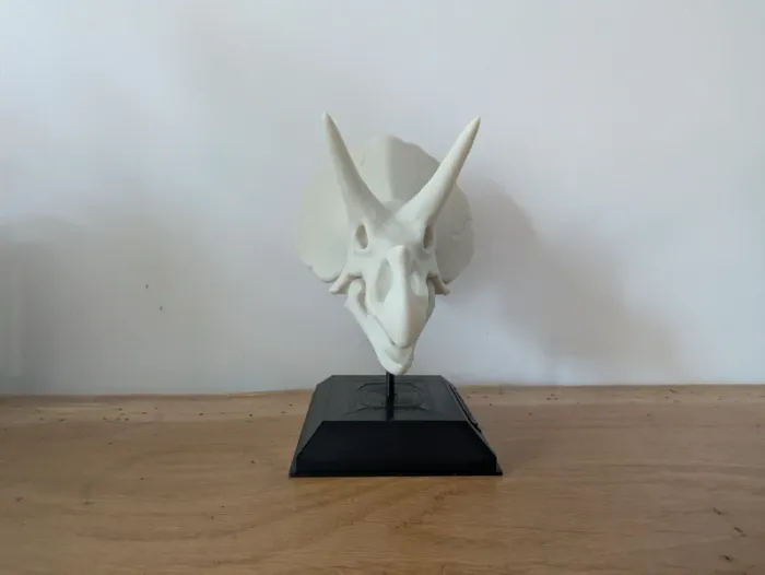 Crâne de triceratops sur socle - photo numéro 4