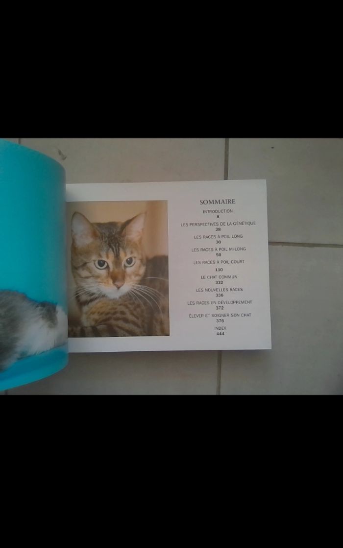 Le monde fascinant des chats - photo numéro 7