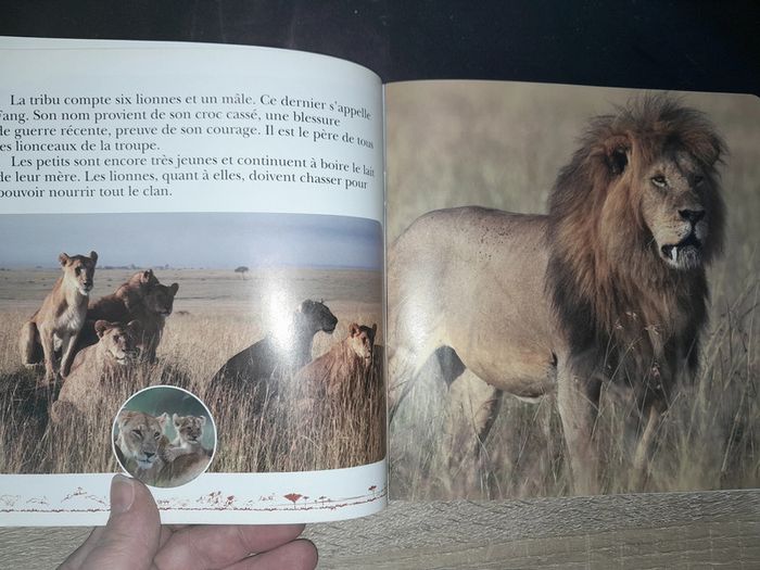 album souple Disney nature - les félins - photo numéro 2