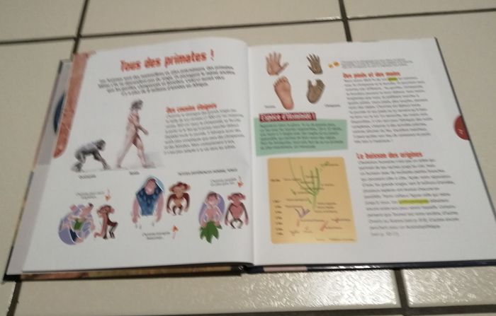 Livre - La Préhistoire (voir 6-9 ans)- Livre + dvd NEUF - photo numéro 4