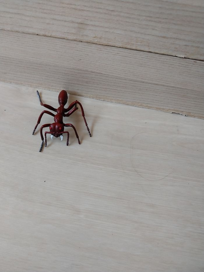 Lot insecte - photo numéro 8