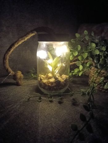 Bocal lumineux avec cactus