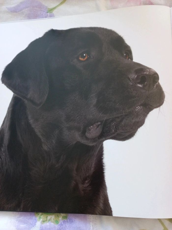 Livre drole de labrador - photo numéro 5