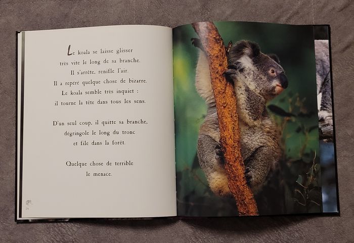 Le koala Jean-Claude Dubost - photo numéro 3