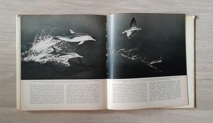 Faune des îles - photo numéro 8