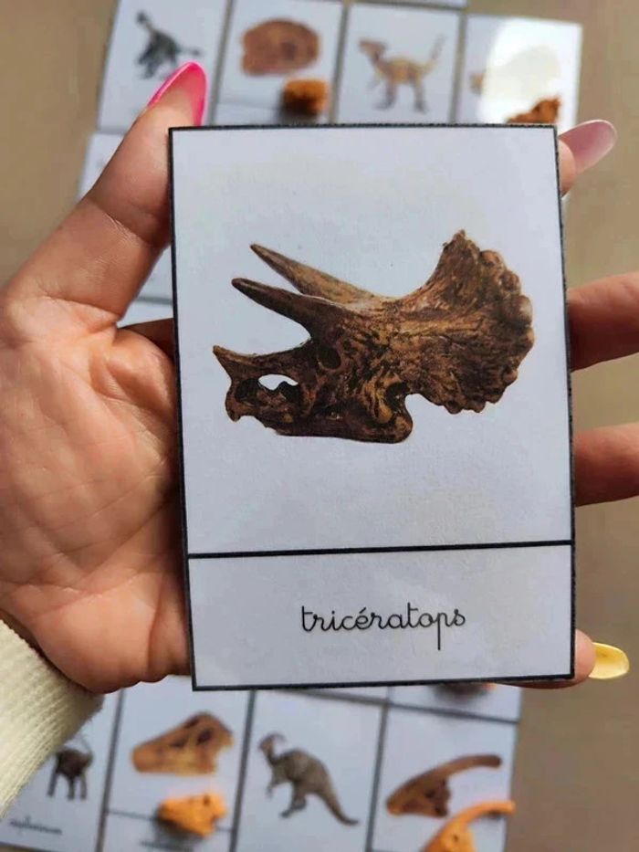 Kit nomenclatures des dinosaures avec crânes Montessori - photo numéro 9