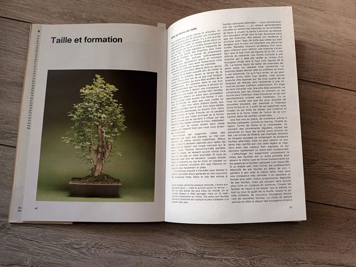 Livre Bonsaïs par Christine Stewart - photo numéro 4