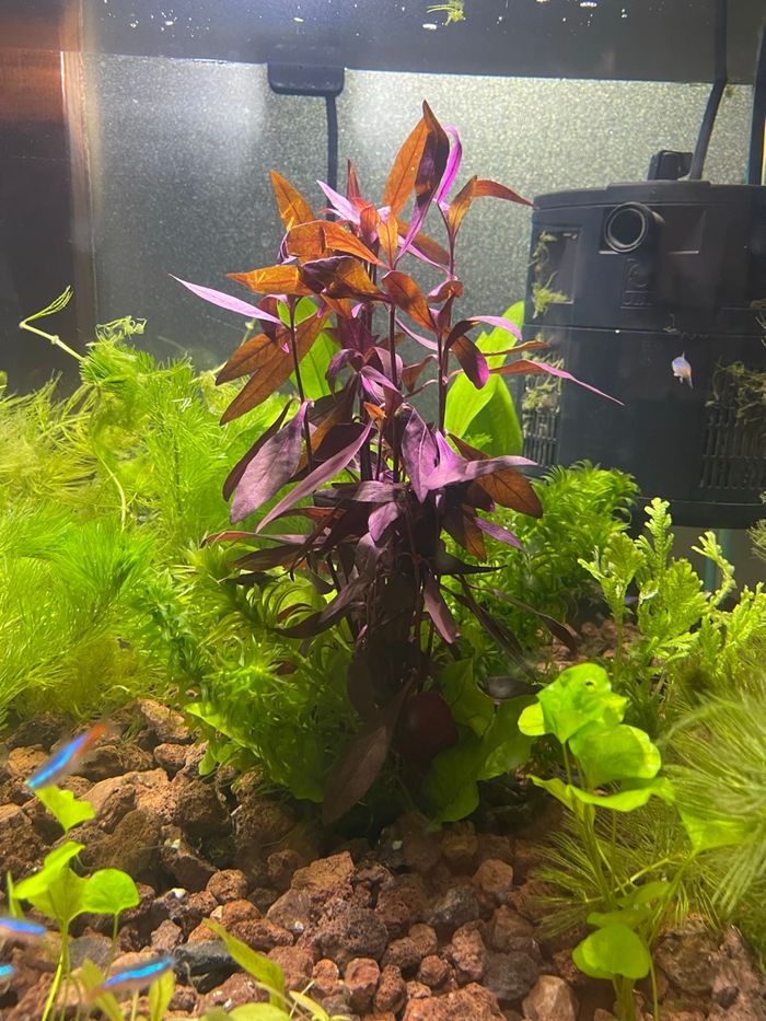 Boutures plante d’aquarium