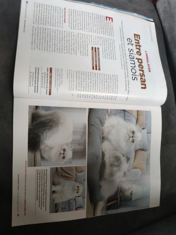 Magazine 30 millions d'amis numéro 389 novembre 2020 - photo numéro 6