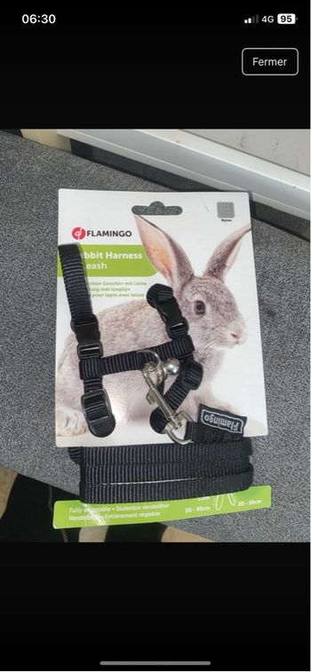 Laisse lapin