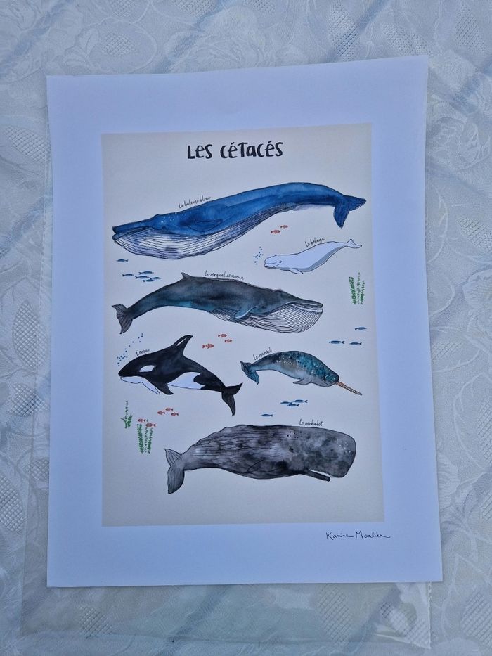 Poster affiche les cétacés