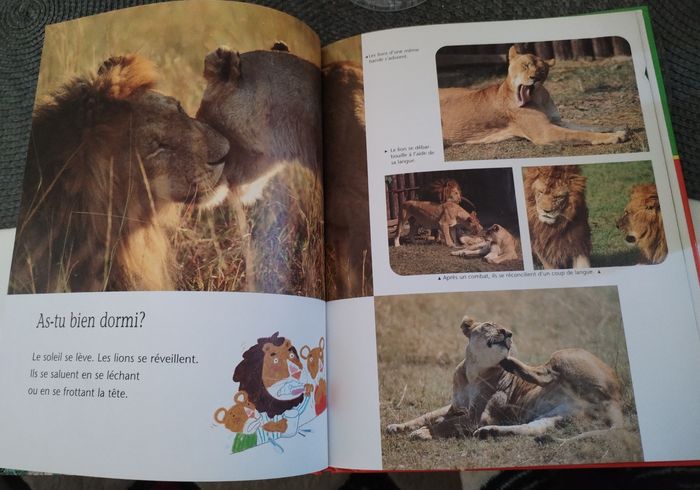 Livre "Le lion" Éditions du Korrigan en très bon état - photo numéro 2
