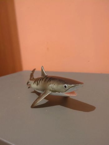 Requin Safari