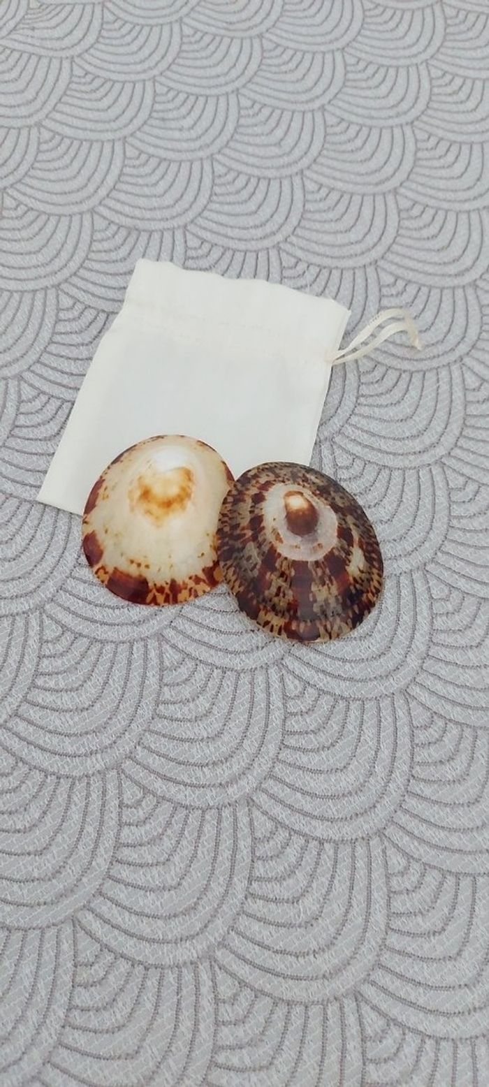 Coquillage allaitement