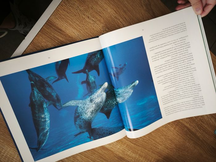 Livre Dauphins - photo numéro 3