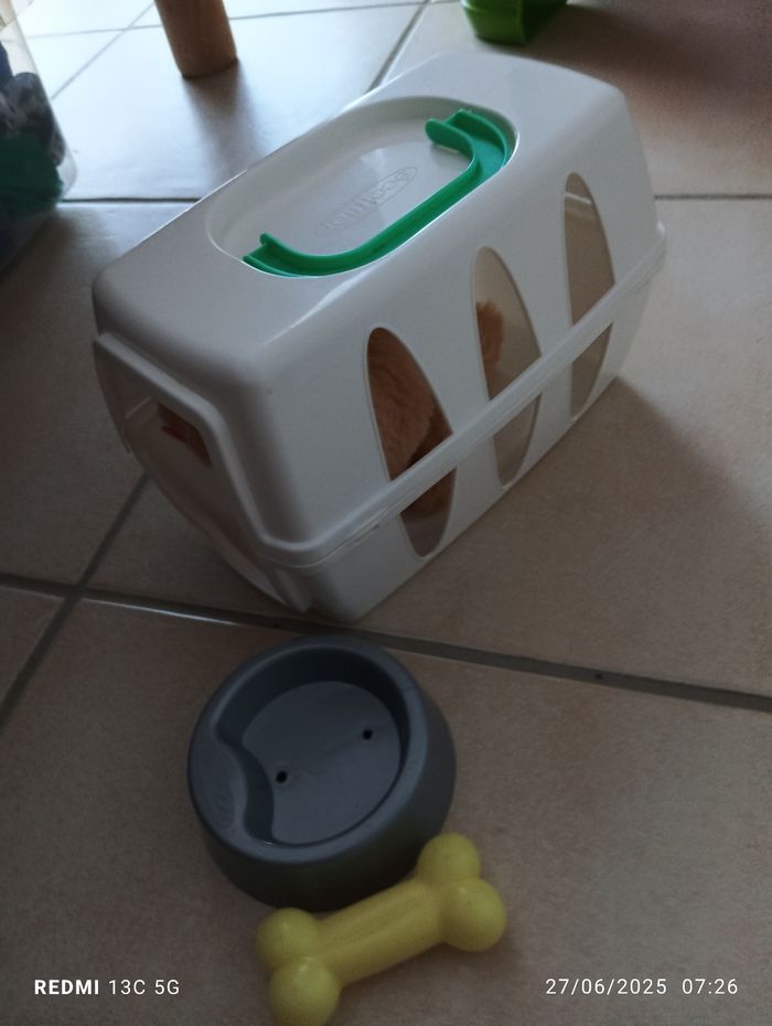 Chien et caisse de transport - photo numéro 4