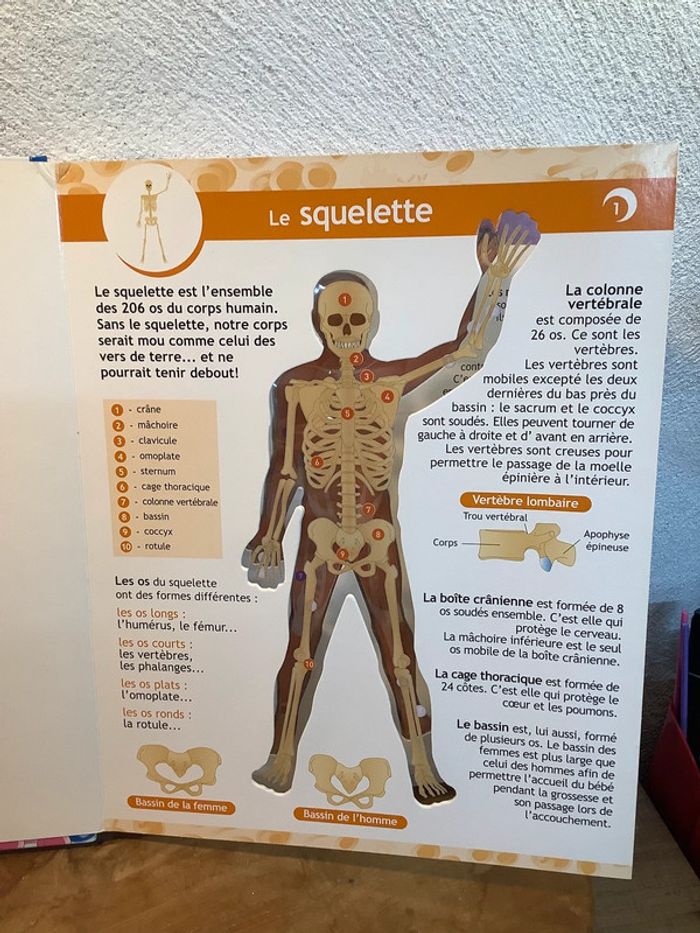 Figurine et livre sur le corps humain - photo numéro 10