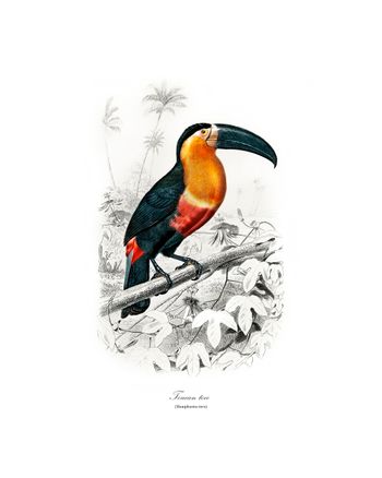 Affiche vintage Toucan Toco