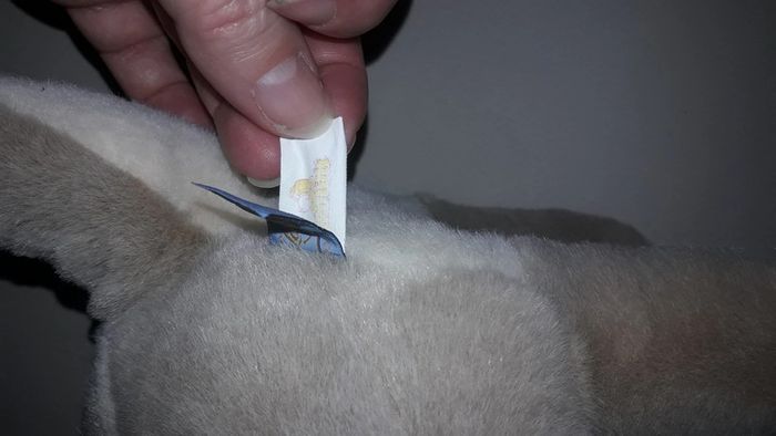 Belle et le clochard peluche - photo numéro 4