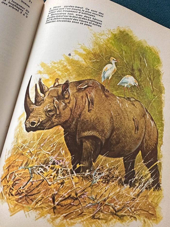 1981 Livre ancien rare Les Animaux Prédateurs Robert Dallet Lito Paris illustrateur Hermès - photo numéro 9