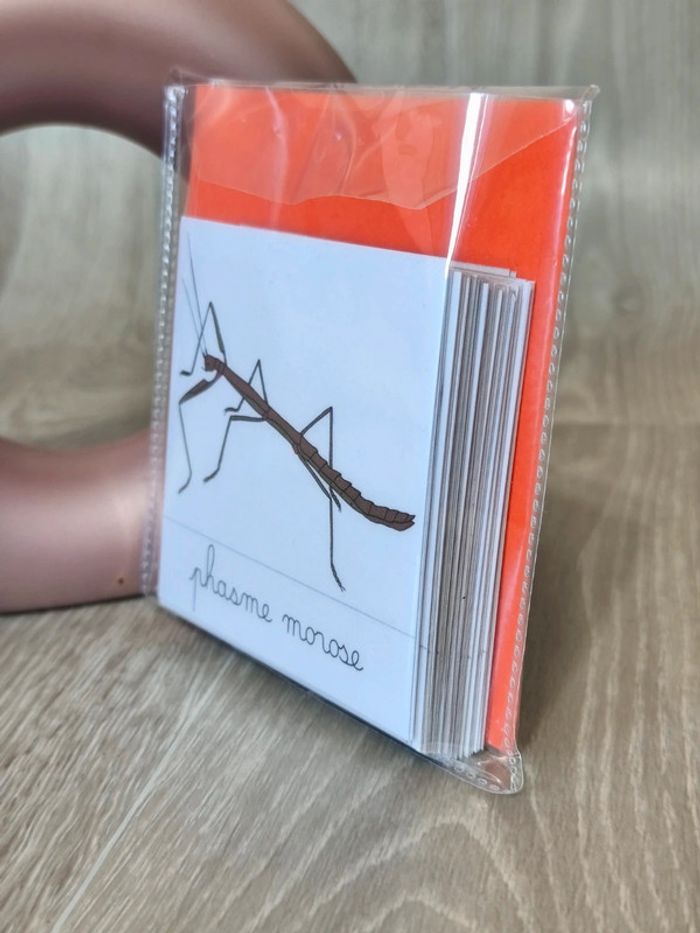 Cartes de nomenclature du phasme - photo numéro 3