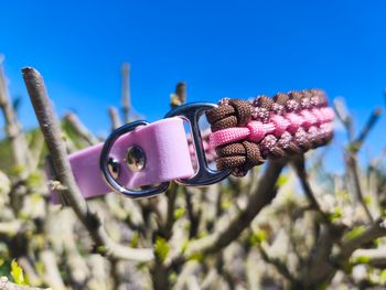 Collier pour chien paracorde
