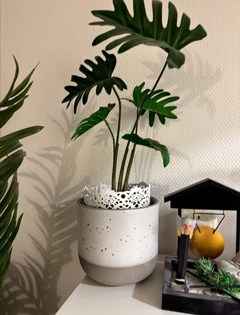 Plante decorative