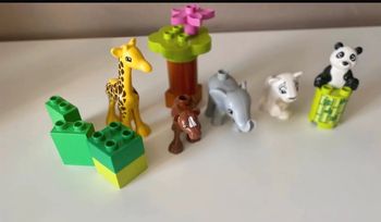 Les bébés animaux  NR 10904
