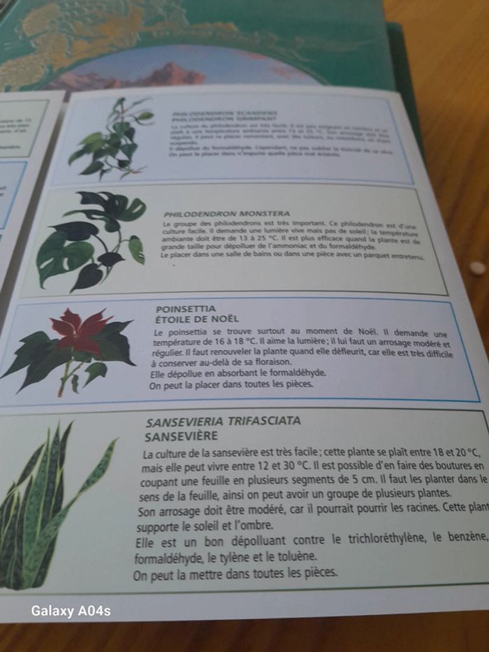 Plantes depolluantes - photo numéro 2