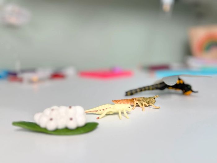 Cycle de vie: Figurines de la Libellule (Langage, sciences.) - photo numéro 4