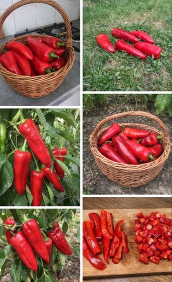 35 graines piment kapia + 31 variétés disponible 