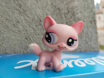 petshop chat