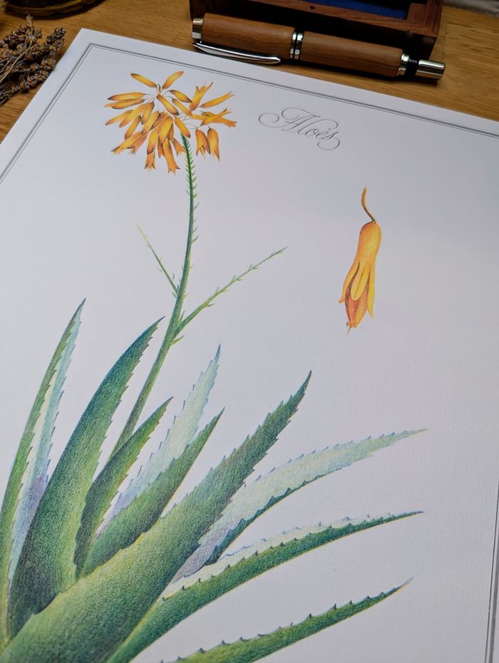 Imprimée en 1986, planche botanique l'Aloé Vera, Vintage Authentique (cadre non inclus) - photo numéro 9