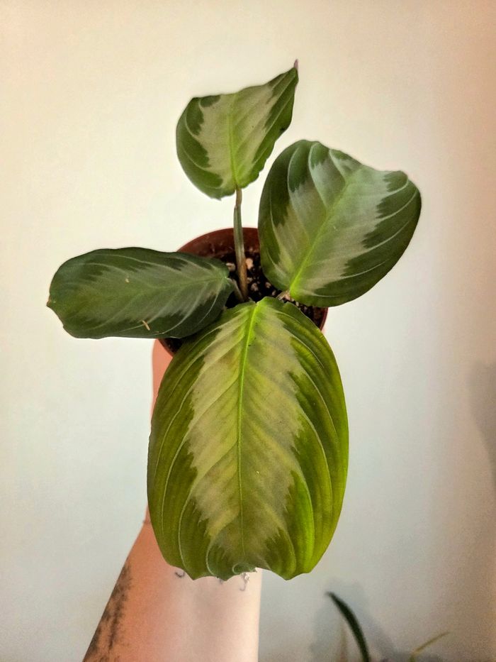 Maranta Silver Band (plante) - photo numéro 4